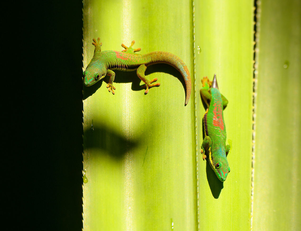 Lined Day Gecko - closeup 2, Mitsinjo reserve, Andasibe, Madagascar In the relatively cold dry season, in the dense dark forest of the Mitsinjo reserve, we found day geckos warming up in scarce places of sun light. We found this particular scene multiple times across the forest.<br />
<figure class="photo"><a href="https://www.jungledragon.com/image/86593/lined_day_gecko_mitsinjo_reserve_andasibe_madagascar.html" title="Lined Day Gecko, Mitsinjo reserve, Andasibe, Madagascar"><img src="https://s3.amazonaws.com/media.jungledragon.com/images/2/86593_thumb.jpg?AWSAccessKeyId=05GMT0V3GWVNE7GGM1R2&Expires=1769040010&Signature=mbPAq41BUxmew7mjNYngiwVm%2BXw%3D" width="200" height="134" alt="Lined Day Gecko, Mitsinjo reserve, Andasibe, Madagascar In the relatively cold dry season, in the dense dark forest of the Mitsinjo reserve, we found day geckos warming up in scarce places of sun light. We found this particular scene multiple times across the forest.<br />
https://www.jungledragon.com/image/86594/lined_day_gecko_-_closeup_1_mitsinjo_reserve_andasibe_madagascar.html<br />
https://www.jungledragon.com/image/86595/lined_day_gecko_-_closeup_2_mitsinjo_reserve_andasibe_madagascar.html Africa,Andasibe,Lined Day Gecko,Madagascar,Madagascar 2019,Mitsinjo reserve,Phelsuma lineata,World" /></a></figure><br />
<figure class="photo"><a href="https://www.jungledragon.com/image/86594/lined_day_gecko_-_closeup_1_mitsinjo_reserve_andasibe_madagascar.html" title="Lined Day Gecko - closeup 1, Mitsinjo reserve, Andasibe, Madagascar"><img src="https://s3.amazonaws.com/media.jungledragon.com/images/2/86594_thumb.jpg?AWSAccessKeyId=05GMT0V3GWVNE7GGM1R2&Expires=1769040010&Signature=9tj6cMzEjRjV5ZxvUAVY5ls2cig%3D" width="122" height="152" alt="Lined Day Gecko - closeup 1, Mitsinjo reserve, Andasibe, Madagascar In the relatively cold dry season, in the dense dark forest of the Mitsinjo reserve, we found day geckos warming up in scarce places of sun light. We found this particular scene multiple times across the forest.<br />
https://www.jungledragon.com/image/86593/lined_day_gecko_mitsinjo_reserve_andasibe_madagascar.html<br />
https://www.jungledragon.com/image/86595/lined_day_gecko_-_closeup_2_mitsinjo_reserve_andasibe_madagascar.html Africa,Andasibe,Geotagged,Lined Day Gecko,Madagascar,Madagascar 2019,Mitsinjo reserve,Phelsuma lineata,Winter,World" /></a></figure> Africa,Andasibe,Lined Day Gecko,Madagascar,Madagascar 2019,Mitsinjo reserve,Phelsuma lineata,World