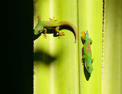 Lined Day Gecko - closeup 2, Mitsinjo reserve, Andasibe, Madagascar In the relatively cold dry season, in the dense dark forest of the Mitsinjo reserve, we found day geckos warming up in scarce places of sun light. We found this particular scene multiple times across the forest.
https://www.jungledragon.com/image/86593/lined_day_gecko_mitsinjo_reserve_andasibe_madagascar.html
https://www.jungledragon.com/image/86594/lined_day_gecko_-_closeup_1_mitsinjo_reserve_andasibe_madagascar.html Africa,Andasibe,Lined Day Gecko,Madagascar,Madagascar 2019,Mitsinjo reserve,Phelsuma lineata,World