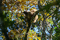Common brown lemur - 2, Mitsinjo reserve, Madagascar A female common brown lemur heating up in the weak winter sun at Mitsinjo reserve, Andasibe, Madagascar. <br />
https://www.jungledragon.com/image/86622/common_brown_lemur_mitsinjo_reserve_madagascar.html Africa,Andasibe,Common brown lemur,Eulemur fulvus,Madagascar,Madagascar 2019,Mitsinjo reserve,World