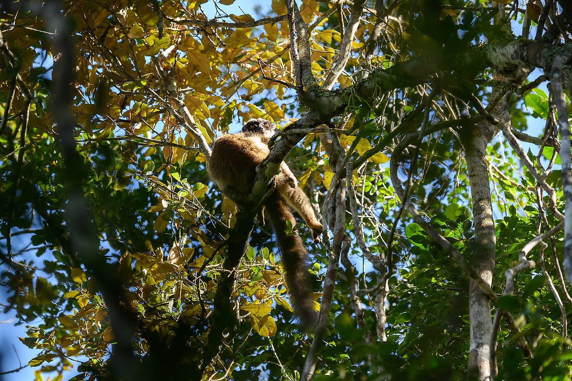 Common brown lemur, Mitsinjo reserve, Madagascar A female common brown lemur heating up in the weak winter sun at Mitsinjo reserve, Andasibe, Madagascar. <br />
<figure class="photo"><a href="https://www.jungledragon.com/image/86621/common_brown_lemur_-_2_mitsinjo_reserve_madagascar.html" title="Common brown lemur - 2, Mitsinjo reserve, Madagascar"><img src="https://s3.amazonaws.com/media.jungledragon.com/images/2/86621_thumb.jpg?AWSAccessKeyId=05GMT0V3GWVNE7GGM1R2&Expires=1763596810&Signature=iQk9ifnPA8agiJeVanJm7OVpZvo%3D" width="200" height="134" alt="Common brown lemur - 2, Mitsinjo reserve, Madagascar A female common brown lemur heating up in the weak winter sun at Mitsinjo reserve, Andasibe, Madagascar. <br />
https://www.jungledragon.com/image/86622/common_brown_lemur_mitsinjo_reserve_madagascar.html Africa,Andasibe,Common brown lemur,Eulemur fulvus,Madagascar,Madagascar 2019,Mitsinjo reserve,World" /></a></figure> Africa,Andasibe,Common brown lemur,Eulemur fulvus,Madagascar,Madagascar 2019,Mitsinjo reserve,World