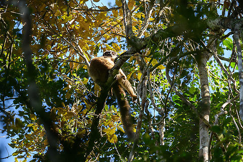 Common brown lemur, Mitsinjo reserve, Madagascar A female common brown lemur heating up in the weak winter sun at Mitsinjo reserve, Andasibe, Madagascar. 
https://www.jungledragon.com/image/86621/common_brown_lemur_-_2_mitsinjo_reserve_madagascar.html Africa,Andasibe,Common brown lemur,Eulemur fulvus,Madagascar,Madagascar 2019,Mitsinjo reserve,World
