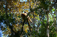 Common brown lemur, Mitsinjo reserve, Madagascar A female common brown lemur heating up in the weak winter sun at Mitsinjo reserve, Andasibe, Madagascar. <br />
https://www.jungledragon.com/image/86621/common_brown_lemur_-_2_mitsinjo_reserve_madagascar.html Africa,Andasibe,Common brown lemur,Eulemur fulvus,Madagascar,Madagascar 2019,Mitsinjo reserve,World