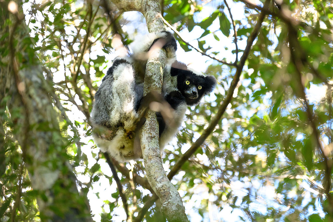 Indri, Mitsinjo reserve, Andasibe, Madagascar After 2 days in Andasibe, we still had to deliver our fellow traveler Ymke a good Indri experience, so on this last day in the area we made way to the best spot to do so: Mitsinjo reserve. Mitsinjo reserve was the stage for David Attenborough's coverage of this species:<br />
<section class="video"><iframe width="448" height="282" src="https://www.youtube-nocookie.com/embed/L5iqzSBGb6Y?hd=1&autoplay=0&rel=0" frameborder="0" allowfullscreen></iframe></section><br />
In this reserve, the species is studied and several animals have learn to trust guides. The Indris may occasionally come down to eye level when fed their favorite leafs by staff. <br />
<br />
I'll cut up our own experience into multiple posts.<br />
<br />
Fun fact: this particular Indri still was high up, looking down on another Indri that was already being fed at eye level. After 10 minutes, it got fed up by the other being the center of attention, leaped into the same tree, and shit on the other's head.  Africa,Andasibe,Indri,Indri indri,Madagascar,Madagascar 2019,Mitsinjo reserve,World