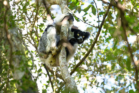Indri, Mitsinjo reserve, Andasibe, Madagascar After 2 days in Andasibe, we still had to deliver our fellow traveler Ymke a good Indri experience, so on this last day in the area we made way to the best spot to do so: Mitsinjo reserve. Mitsinjo reserve was the stage for David Attenborough's coverage of this species:
https://www.youtube.com/watch?v=L5iqzSBGb6Y
In this reserve, the species is studied and several animals have learn to trust guides. The Indris may occasionally come down to eye level when fed their favorite leafs by staff. 

I'll cut up our own experience into multiple posts.

Fun fact: this particular Indri still was high up, looking down on another Indri that was already being fed at eye level. After 10 minutes, it got fed up by the other being the center of attention, leaped into the same tree, and shit on the other's head.  Africa,Andasibe,Indri,Indri indri,Madagascar,Madagascar 2019,Mitsinjo reserve,World