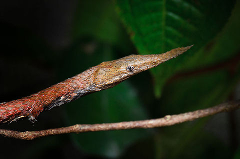 Madagascar Leaf-nosed Snake One theory of why this snake has such a pointy nose is that it helps with camouflage, allowing it to resemble vines and twigs. Langaha madagascariensis,Madagascar,Pyreras Reserve