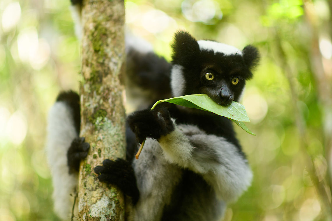 Indri - feeding, Mitsinjo reserve, Andasibe, Madagascar Documenting the Mitsinjo reserve Indri experience, a rare opportunity to meet an Indri eye-to-eye. <br />
<br />
As it wasn't the first time to see an Indri for us, I took some more photography risk. I rarely use (or even bring) my portrait lens, but this time I took a gamble to use this 85mm f/1.4 lens on wildlife. At f/1.4, it barely gets an eye ball sharp. It renders everything else in the scene smooth as butter, which generally works well on people and pets.<br />
<br />
Some may find it too soft and hate it, in that case my defense is what everybody else owning this lens says: it's art, I don't expect you to understand.<br />
<figure class="photo"><a href="https://www.jungledragon.com/image/86635/indri_-_feeding_2_mitsinjo_reserve_andasibe_madagascar.html" title="Indri - feeding 2, Mitsinjo reserve, Andasibe, Madagascar"><img src="https://s3.amazonaws.com/media.jungledragon.com/images/2/86635_thumb.jpg?AWSAccessKeyId=05GMT0V3GWVNE7GGM1R2&Expires=1769040010&Signature=0%2BZyOj5mn57Ri%2FYDiu7XQ9817fI%3D" width="200" height="150" alt="Indri - feeding 2, Mitsinjo reserve, Andasibe, Madagascar Documenting the Mitsinjo reserve Indri experience, a rare opportunity to meet an Indri eye-to-eye. <br />
<br />
As it wasn't the first time to see an Indri for us, I took some more photography risk. I rarely use (or even bring) my portrait lens, but this time I took a gamble to use this 85mm f/1.4 lens on wildlife. At f/1.4, it barely gets an eye ball sharp. It renders everything else in the scene smooth as butter, which generally works well on people and pets.<br />
<br />
Some may find it too soft and hate it, in that case my defense is what everybody else owning this lens says: it's art, I don't expect you to understand.<br />
https://www.jungledragon.com/image/86634/indri_-_feeding_mitsinjo_reserve_andasibe_madagascar.html<br />
https://www.jungledragon.com/image/86636/indri_-_feeding_3_mitsinjo_reserve_andasibe_madagascar.html Africa,Andasibe,Geotagged,Indri,Indri indri,Madagascar,Madagascar 2019,Mitsinjo reserve,Winter,World" /></a></figure><br />
<figure class="photo"><a href="https://www.jungledragon.com/image/86636/indri_-_feeding_3_mitsinjo_reserve_andasibe_madagascar.html" title="Indri - feeding 3, Mitsinjo reserve, Andasibe, Madagascar"><img src="https://s3.amazonaws.com/media.jungledragon.com/images/2/86636_thumb.jpg?AWSAccessKeyId=05GMT0V3GWVNE7GGM1R2&Expires=1769040010&Signature=7n15QVtmwnP2dZn8jWWAS7vt1z0%3D" width="200" height="104" alt="Indri - feeding 3, Mitsinjo reserve, Andasibe, Madagascar Documenting the Mitsinjo reserve Indri experience, a rare opportunity to meet an Indri eye-to-eye. <br />
<br />
As it wasn't the first time to see an Indri for us, I took some more photography risk. I rarely use (or even bring) my portrait lens, but this time I took a gamble to use this 85mm f/1.4 lens on wildlife. At f/1.4, it barely gets an eye ball sharp. It renders everything else in the scene smooth as butter, which generally works well on people and pets.<br />
<br />
Some may find it too soft and hate it, in that case my defense is what everybody else owning this lens says: it's art, I don't expect you to understand.<br />
https://www.jungledragon.com/image/86634/indri_-_feeding_mitsinjo_reserve_andasibe_madagascar.html<br />
https://www.jungledragon.com/image/86635/indri_-_feeding_2_mitsinjo_reserve_andasibe_madagascar.html Africa,Andasibe,Geotagged,Indri,Indri indri,Madagascar,Madagascar 2019,Mitsinjo reserve,Winter,World" /></a></figure> Africa,Andasibe,Geotagged,Indri,Indri indri,Madagascar,Madagascar 2019,Mitsinjo reserve,Winter,World