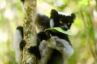 Indri - feeding, Mitsinjo reserve, Andasibe, Madagascar Documenting the Mitsinjo reserve Indri experience, a rare opportunity to meet an Indri eye-to-eye. <br />
<br />
As it wasn't the first time to see an Indri for us, I took some more photography risk. I rarely use (or even bring) my portrait lens, but this time I took a gamble to use this 85mm f/1.4 lens on wildlife. At f/1.4, it barely gets an eye ball sharp. It renders everything else in the scene smooth as butter, which generally works well on people and pets.<br />
<br />
Some may find it too soft and hate it, in that case my defense is what everybody else owning this lens says: it's art, I don't expect you to understand.<br />
https://www.jungledragon.com/image/86635/indri_-_feeding_2_mitsinjo_reserve_andasibe_madagascar.html<br />
https://www.jungledragon.com/image/86636/indri_-_feeding_3_mitsinjo_reserve_andasibe_madagascar.html Africa,Andasibe,Geotagged,Indri,Indri indri,Madagascar,Madagascar 2019,Mitsinjo reserve,Winter,World