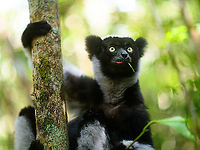 Indri - feeding 2, Mitsinjo reserve, Andasibe, Madagascar Documenting the Mitsinjo reserve Indri experience, a rare opportunity to meet an Indri eye-to-eye. <br />
<br />
As it wasn't the first time to see an Indri for us, I took some more photography risk. I rarely use (or even bring) my portrait lens, but this time I took a gamble to use this 85mm f/1.4 lens on wildlife. At f/1.4, it barely gets an eye ball sharp. It renders everything else in the scene smooth as butter, which generally works well on people and pets.<br />
<br />
Some may find it too soft and hate it, in that case my defense is what everybody else owning this lens says: it's art, I don't expect you to understand.<br />
https://www.jungledragon.com/image/86634/indri_-_feeding_mitsinjo_reserve_andasibe_madagascar.html<br />
https://www.jungledragon.com/image/86636/indri_-_feeding_3_mitsinjo_reserve_andasibe_madagascar.html Africa,Andasibe,Geotagged,Indri,Indri indri,Madagascar,Madagascar 2019,Mitsinjo reserve,Winter,World