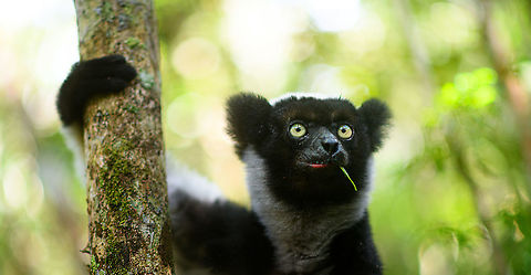 Indri - feeding 3, Mitsinjo reserve, Andasibe, Madagascar Documenting the Mitsinjo reserve Indri experience, a rare opportunity to meet an Indri eye-to-eye. 

As it wasn't the first time to see an Indri for us, I took some more photography risk. I rarely use (or even bring) my portrait lens, but this time I took a gamble to use this 85mm f/1.4 lens on wildlife. At f/1.4, it barely gets an eye ball sharp. It renders everything else in the scene smooth as butter, which generally works well on people and pets.

Some may find it too soft and hate it, in that case my defense is what everybody else owning this lens says: it's art, I don't expect you to understand.
https://www.jungledragon.com/image/86634/indri_-_feeding_mitsinjo_reserve_andasibe_madagascar.html
https://www.jungledragon.com/image/86635/indri_-_feeding_2_mitsinjo_reserve_andasibe_madagascar.html Africa,Andasibe,Geotagged,Indri,Indri indri,Madagascar,Madagascar 2019,Mitsinjo reserve,Winter,World
