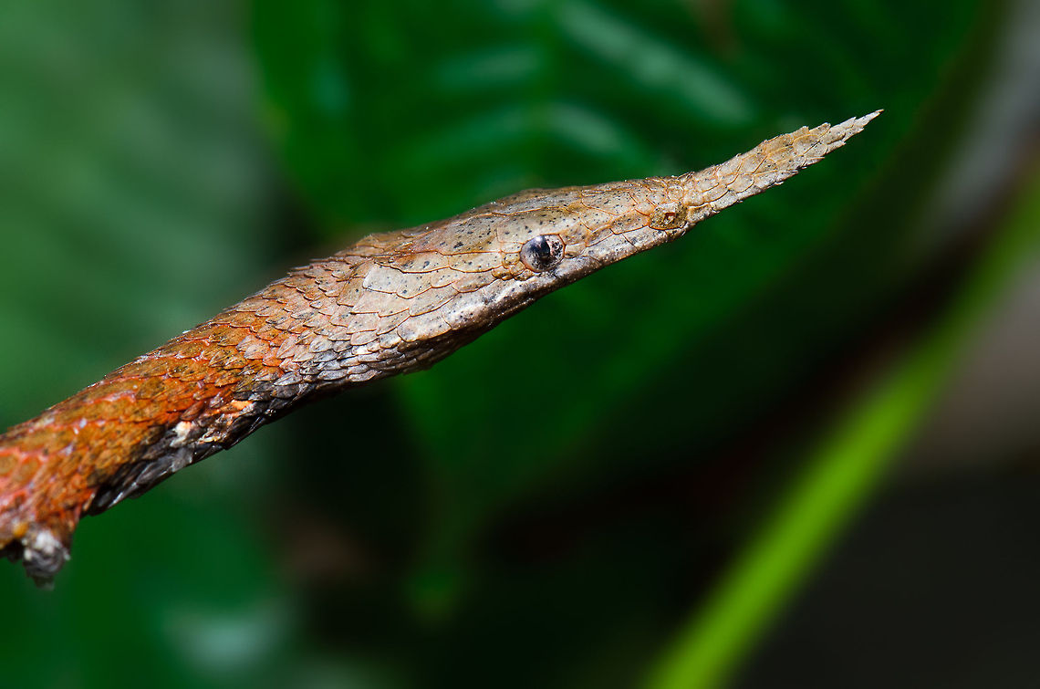 Madagascar Leaf-nosed Snake head closeup One of the many wildlife oddities in Madagascar, the Madagascar Leaf-nosed snake is a cryptic specie that is poorly documented. This one likely is a male due to its spear-like nose which is more bend in females. I&#039;ve found very little useful information online about this fantastic specie, other than this research paper:<br />
<br />
<a href="http://www.flmnh.ufl.edu/herpetology/kk/pdf/2005_Krysko-Langaha.pdf" rel="nofollow">http://www.flmnh.ufl.edu/herpetology/kk/pdf/2005_Krysko-Langaha.pdf</a> Langaha madagascariensis,Madagascar,Pyreras Reserve