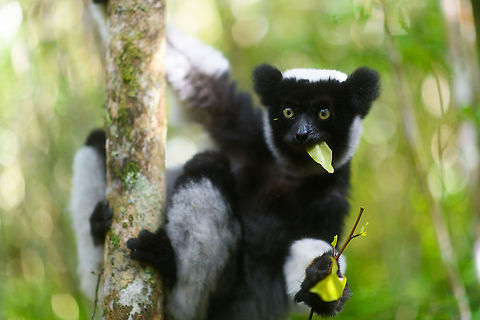 Indri - eye to eye, Mitsinjo reserve, Andasibe, Madagascar A second series of super soft (f/1.4) images of a close encounter with Indris in the Mitsinjo reserve.
https://www.jungledragon.com/image/86675/indri_-_eye_to_eye_2_mitsinjo_reserve_andasibe_madagascar.html
https://www.jungledragon.com/image/86676/indri_-_eye_to_eye_3_mitsinjo_reserve_andasibe_madagascar.html
https://www.jungledragon.com/image/86677/indri_-_eye_to_eye_4_mitsinjo_reserve_andasibe_madagascar.html
https://www.jungledragon.com/image/86678/indri_-_eye_to_eye_5_mitsinjo_reserve_andasibe_madagascar.html Africa,Andasibe,Geotagged,Indri,Indri indri,Madagascar,Madagascar 2019,Mitsinjo reserve,Winter,World