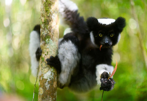 Indri - eye to eye 2, Mitsinjo reserve, Andasibe, Madagascar A second series of super soft (f/1.4) images of a close encounter with Indris in the Mitsinjo reserve.
https://www.jungledragon.com/image/86674/indri_-_eye_to_eye_mitsinjo_reserve_andasibe_madagascar.html
https://www.jungledragon.com/image/86676/indri_-_eye_to_eye_3_mitsinjo_reserve_andasibe_madagascar.html
https://www.jungledragon.com/image/86677/indri_-_eye_to_eye_4_mitsinjo_reserve_andasibe_madagascar.html
https://www.jungledragon.com/image/86678/indri_-_eye_to_eye_5_mitsinjo_reserve_andasibe_madagascar.html Africa,Andasibe,Geotagged,Indri,Indri indri,Madagascar,Madagascar 2019,Mitsinjo reserve,Winter,World