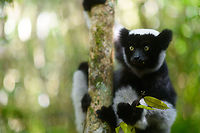Indri - eye to eye 3, Mitsinjo reserve, Andasibe, Madagascar A second series of super soft (f/1.4) images of a close encounter with Indris in the Mitsinjo reserve.<br />
https://www.jungledragon.com/image/86674/indri_-_eye_to_eye_mitsinjo_reserve_andasibe_madagascar.html<br />
https://www.jungledragon.com/image/86675/indri_-_eye_to_eye_2_mitsinjo_reserve_andasibe_madagascar.html<br />
https://www.jungledragon.com/image/86677/indri_-_eye_to_eye_4_mitsinjo_reserve_andasibe_madagascar.html<br />
https://www.jungledragon.com/image/86678/indri_-_eye_to_eye_5_mitsinjo_reserve_andasibe_madagascar.html Africa,Andasibe,Geotagged,Indri,Indri indri,Madagascar,Madagascar 2019,Mitsinjo reserve,Winter,World