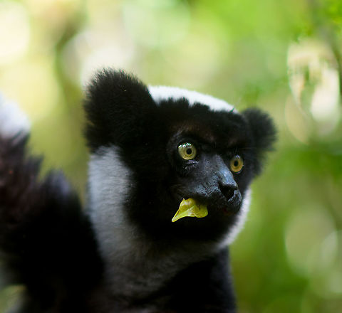 Indri - eye to eye 4, Mitsinjo reserve, Andasibe, Madagascar A second series of super soft (f/1.4) images of a close encounter with Indris in the Mitsinjo reserve.
https://www.jungledragon.com/image/86674/indri_-_eye_to_eye_mitsinjo_reserve_andasibe_madagascar.html
https://www.jungledragon.com/image/86675/indri_-_eye_to_eye_2_mitsinjo_reserve_andasibe_madagascar.html
https://www.jungledragon.com/image/86676/indri_-_eye_to_eye_3_mitsinjo_reserve_andasibe_madagascar.html
https://www.jungledragon.com/image/86678/indri_-_eye_to_eye_5_mitsinjo_reserve_andasibe_madagascar.html Africa,Andasibe,Geotagged,Indri,Indri indri,Madagascar,Madagascar 2019,Mitsinjo reserve,Winter,World