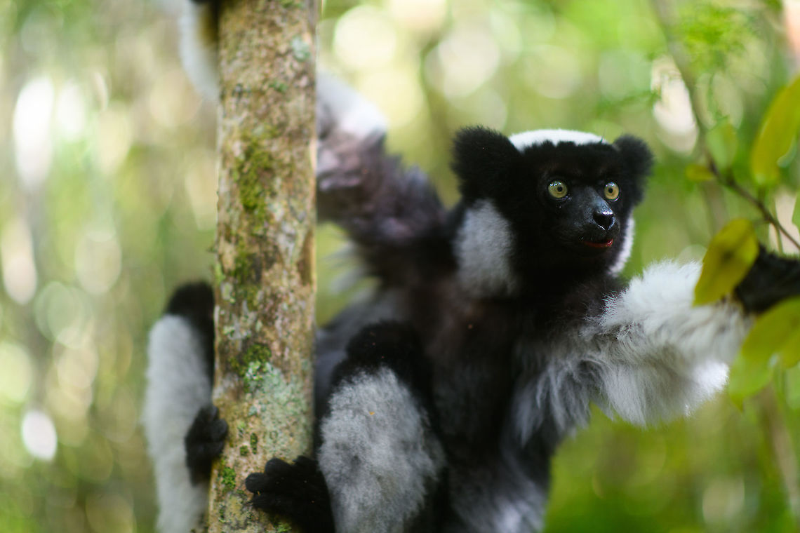Indri - eye to eye 5, Mitsinjo reserve, Andasibe, Madagascar A second series of super soft (f/1.4) images of a close encounter with Indris in the Mitsinjo reserve.<br />
<figure class="photo"><a href="https://www.jungledragon.com/image/86674/indri_-_eye_to_eye_mitsinjo_reserve_andasibe_madagascar.html" title="Indri - eye to eye, Mitsinjo reserve, Andasibe, Madagascar"><img src="https://s3.amazonaws.com/media.jungledragon.com/images/2/86674_thumb.jpg?AWSAccessKeyId=05GMT0V3GWVNE7GGM1R2&Expires=1759968010&Signature=evv52p%2BKSRmwLG9wJVLzQibi1uA%3D" width="200" height="134" alt="Indri - eye to eye, Mitsinjo reserve, Andasibe, Madagascar A second series of super soft (f/1.4) images of a close encounter with Indris in the Mitsinjo reserve.<br />
https://www.jungledragon.com/image/86675/indri_-_eye_to_eye_2_mitsinjo_reserve_andasibe_madagascar.html<br />
https://www.jungledragon.com/image/86676/indri_-_eye_to_eye_3_mitsinjo_reserve_andasibe_madagascar.html<br />
https://www.jungledragon.com/image/86677/indri_-_eye_to_eye_4_mitsinjo_reserve_andasibe_madagascar.html<br />
https://www.jungledragon.com/image/86678/indri_-_eye_to_eye_5_mitsinjo_reserve_andasibe_madagascar.html Africa,Andasibe,Geotagged,Indri,Indri indri,Madagascar,Madagascar 2019,Mitsinjo reserve,Winter,World" /></a></figure><br />
<figure class="photo"><a href="https://www.jungledragon.com/image/86675/indri_-_eye_to_eye_2_mitsinjo_reserve_andasibe_madagascar.html" title="Indri - eye to eye 2, Mitsinjo reserve, Andasibe, Madagascar"><img src="https://s3.amazonaws.com/media.jungledragon.com/images/2/86675_thumb.jpg?AWSAccessKeyId=05GMT0V3GWVNE7GGM1R2&Expires=1759968010&Signature=UlbzFMdL2AYtGL4uguJBpwoSnSU%3D" width="200" height="138" alt="Indri - eye to eye 2, Mitsinjo reserve, Andasibe, Madagascar A second series of super soft (f/1.4) images of a close encounter with Indris in the Mitsinjo reserve.<br />
https://www.jungledragon.com/image/86674/indri_-_eye_to_eye_mitsinjo_reserve_andasibe_madagascar.html<br />
https://www.jungledragon.com/image/86676/indri_-_eye_to_eye_3_mitsinjo_reserve_andasibe_madagascar.html<br />
https://www.jungledragon.com/image/86677/indri_-_eye_to_eye_4_mitsinjo_reserve_andasibe_madagascar.html<br />
https://www.jungledragon.com/image/86678/indri_-_eye_to_eye_5_mitsinjo_reserve_andasibe_madagascar.html Africa,Andasibe,Geotagged,Indri,Indri indri,Madagascar,Madagascar 2019,Mitsinjo reserve,Winter,World" /></a></figure><br />
<figure class="photo"><a href="https://www.jungledragon.com/image/86676/indri_-_eye_to_eye_3_mitsinjo_reserve_andasibe_madagascar.html" title="Indri - eye to eye 3, Mitsinjo reserve, Andasibe, Madagascar"><img src="https://s3.amazonaws.com/media.jungledragon.com/images/2/86676_thumb.jpg?AWSAccessKeyId=05GMT0V3GWVNE7GGM1R2&Expires=1759968010&Signature=FKgDTeBbP7Dvp90S0XdIWuDF%2FZo%3D" width="200" height="134" alt="Indri - eye to eye 3, Mitsinjo reserve, Andasibe, Madagascar A second series of super soft (f/1.4) images of a close encounter with Indris in the Mitsinjo reserve.<br />
https://www.jungledragon.com/image/86674/indri_-_eye_to_eye_mitsinjo_reserve_andasibe_madagascar.html<br />
https://www.jungledragon.com/image/86675/indri_-_eye_to_eye_2_mitsinjo_reserve_andasibe_madagascar.html<br />
https://www.jungledragon.com/image/86677/indri_-_eye_to_eye_4_mitsinjo_reserve_andasibe_madagascar.html<br />
https://www.jungledragon.com/image/86678/indri_-_eye_to_eye_5_mitsinjo_reserve_andasibe_madagascar.html Africa,Andasibe,Geotagged,Indri,Indri indri,Madagascar,Madagascar 2019,Mitsinjo reserve,Winter,World" /></a></figure><br />
<figure class="photo"><a href="https://www.jungledragon.com/image/86677/indri_-_eye_to_eye_4_mitsinjo_reserve_andasibe_madagascar.html" title="Indri - eye to eye 4, Mitsinjo reserve, Andasibe, Madagascar"><img src="https://s3.amazonaws.com/media.jungledragon.com/images/2/86677_thumb.jpg?AWSAccessKeyId=05GMT0V3GWVNE7GGM1R2&Expires=1759968010&Signature=yiP3J0Yt%2BBf663uFaP6cg9Mjhd8%3D" width="200" height="184" alt="Indri - eye to eye 4, Mitsinjo reserve, Andasibe, Madagascar A second series of super soft (f/1.4) images of a close encounter with Indris in the Mitsinjo reserve.<br />
https://www.jungledragon.com/image/86674/indri_-_eye_to_eye_mitsinjo_reserve_andasibe_madagascar.html<br />
https://www.jungledragon.com/image/86675/indri_-_eye_to_eye_2_mitsinjo_reserve_andasibe_madagascar.html<br />
https://www.jungledragon.com/image/86676/indri_-_eye_to_eye_3_mitsinjo_reserve_andasibe_madagascar.html<br />
https://www.jungledragon.com/image/86678/indri_-_eye_to_eye_5_mitsinjo_reserve_andasibe_madagascar.html Africa,Andasibe,Geotagged,Indri,Indri indri,Madagascar,Madagascar 2019,Mitsinjo reserve,Winter,World" /></a></figure> Africa,Andasibe,Geotagged,Indri,Indri indri,Madagascar,Madagascar 2019,Mitsinjo reserve,Winter,World