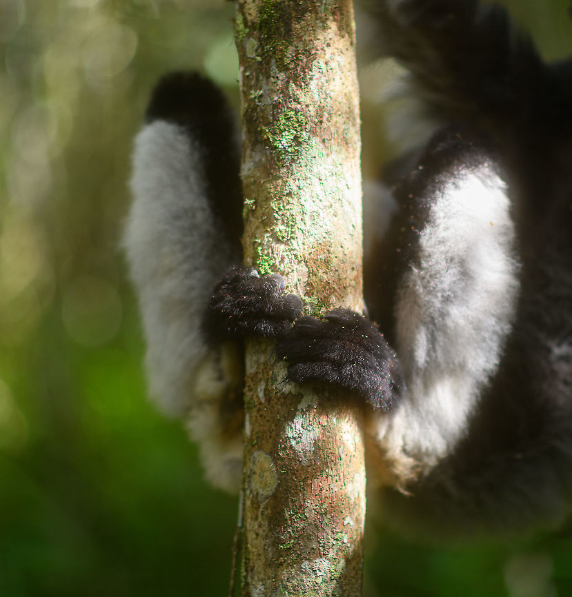 Indri -feet, Mitsinjo reserve, Andasibe, Madagascar As explained in my other post, this was the first time for me to use f/1.4 lens on wildlife and I was just learning as I got along, with mixed success and failures. I personally like the soft look in general:<br />
<figure class="photo"><a href="https://www.jungledragon.com/image/86675/indri_-_eye_to_eye_2_mitsinjo_reserve_andasibe_madagascar.html" title="Indri - eye to eye 2, Mitsinjo reserve, Andasibe, Madagascar"><img src="https://s3.amazonaws.com/media.jungledragon.com/images/2/86675_thumb.jpg?AWSAccessKeyId=05GMT0V3GWVNE7GGM1R2&Expires=1770854410&Signature=2KeQvGZiaICqckH5YxPE7QjkwRw%3D" width="200" height="138" alt="Indri - eye to eye 2, Mitsinjo reserve, Andasibe, Madagascar A second series of super soft (f/1.4) images of a close encounter with Indris in the Mitsinjo reserve.<br />
https://www.jungledragon.com/image/86674/indri_-_eye_to_eye_mitsinjo_reserve_andasibe_madagascar.html<br />
https://www.jungledragon.com/image/86676/indri_-_eye_to_eye_3_mitsinjo_reserve_andasibe_madagascar.html<br />
https://www.jungledragon.com/image/86677/indri_-_eye_to_eye_4_mitsinjo_reserve_andasibe_madagascar.html<br />
https://www.jungledragon.com/image/86678/indri_-_eye_to_eye_5_mitsinjo_reserve_andasibe_madagascar.html Africa,Andasibe,Geotagged,Indri,Indri indri,Madagascar,Madagascar 2019,Mitsinjo reserve,Winter,World" /></a></figure><br />
...yet in the above example some might consider it too soft. This is due to the animal being relatively large and I was up close. I still like it myself, but I realize it's pushing the edges. Later in the trip I have some lemur shots using f/1.4 at a bigger distance and those results are less controversial, more universally appealing. Lesson learned.<br />
<br />
This photo demonstrates well the effect I'm after that I personally love, yet some may hate. It is both sharp and dreamy, creating depth. Highlights are soft and misty, not hard.<br />
<br />
This ultra thin depth of field is one of the primary reason photographers buy cameras with large full frame sensors and very fast lenses. Typically for portrait photography, not for wildlife, but ah well. Africa,Andasibe,Geotagged,Indri,Indri indri,Madagascar,Madagascar 2019,Mitsinjo reserve,Winter,World