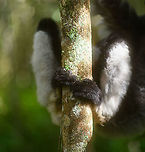 Indri -feet, Mitsinjo reserve, Andasibe, Madagascar As explained in my other post, this was the first time for me to use f/1.4 lens on wildlife and I was just learning as I got along, with mixed success and failures. I personally like the soft look in general:<br />
https://www.jungledragon.com/image/86675/indri_-_eye_to_eye_2_mitsinjo_reserve_andasibe_madagascar.html<br />
...yet in the above example some might consider it too soft. This is due to the animal being relatively large and I was up close. I still like it myself, but I realize it's pushing the edges. Later in the trip I have some lemur shots using f/1.4 at a bigger distance and those results are less controversial, more universally appealing. Lesson learned.<br />
<br />
This photo demonstrates well the effect I'm after that I personally love, yet some may hate. It is both sharp and dreamy, creating depth. Highlights are soft and misty, not hard.<br />
<br />
This ultra thin depth of field is one of the primary reason photographers buy cameras with large full frame sensors and very fast lenses. Typically for portrait photography, not for wildlife, but ah well. Africa,Andasibe,Geotagged,Indri,Indri indri,Madagascar,Madagascar 2019,Mitsinjo reserve,Winter,World