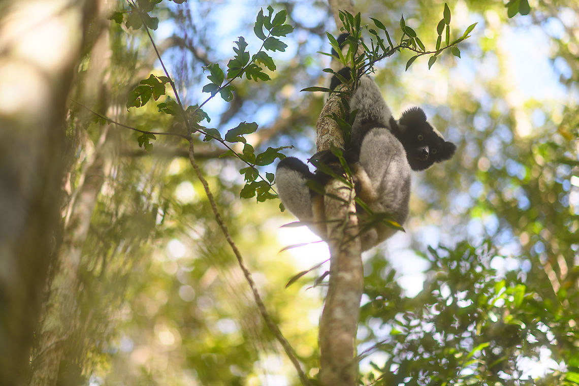 Indri - peeking, Mitsinjo reserve, Andasibe, Madagascar Best seen full screen. Rambling some more on my f/1.4 experiment. Normally, I cringe when shooting against the light from a dark forest. The result is almost always bad due to color fringing and the inability to bring back contrast and detail in the dark subject. <br />
<br />
Doing the same thing with f/1.4 brings a different and interesting result. Some might still consider it sucky, yet in any case it is different. Light is not rendered harsh white, more like a soft halo. The subject is still low contrast, yet some consider this attractive (ahem, instagram filters). In this strategy, we don&#039;t fight low contrast, we embrace it.<br />
<br />
The result is interestingly good or bad, but in any case interesting. Africa,Andasibe,Indri,Indri indri,Madagascar,Madagascar 2019,Mitsinjo reserve,World