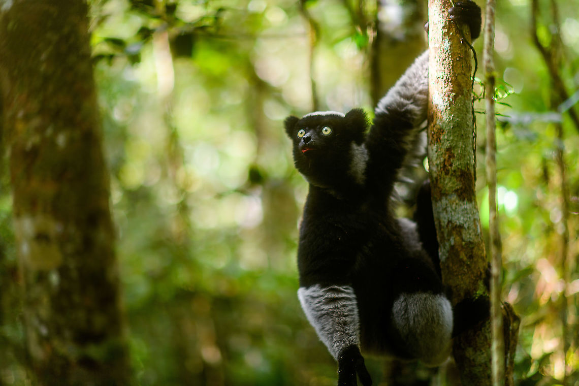 Indri experience 2, Mitsinjo reserve, Andasibe, Madagascar A few more shots to document our Indri experience in Mitsinjo, Madagascar.<br />
<figure class="photo"><a href="https://www.jungledragon.com/image/86705/indri_experience_mitsinjo_reserve_andasibe_madagascar.html" title="Indri experience, Mitsinjo reserve, Andasibe, Madagascar"><img src="https://s3.amazonaws.com/media.jungledragon.com/images/2/86705_thumb.jpg?AWSAccessKeyId=05GMT0V3GWVNE7GGM1R2&Expires=1770854410&Signature=%2BXcZbaF%2FeRtl%2Fi0pzA350npTxrU%3D" width="200" height="142" alt="Indri experience, Mitsinjo reserve, Andasibe, Madagascar A few more shots to document our Indri experience in Mitsinjo, Madagascar. This particular shot is my favorite of the set.<br />
https://www.jungledragon.com/image/86704/indri_experience_2_mitsinjo_reserve_andasibe_madagascar.html Africa,Andasibe,Indri,Indri indri,Madagascar,Madagascar 2019,Mitsinjo reserve,World" /></a></figure> Africa,Andasibe,Geotagged,Indri,Indri indri,Madagascar,Madagascar 2019,Mitsinjo reserve,Winter,World