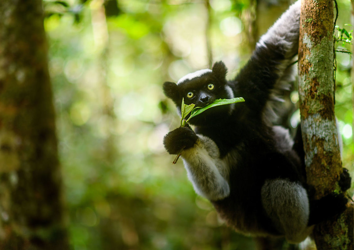 Indri experience, Mitsinjo reserve, Andasibe, Madagascar A few more shots to document our Indri experience in Mitsinjo, Madagascar. This particular shot is my favorite of the set.<br />
<figure class="photo"><a href="https://www.jungledragon.com/image/86704/indri_experience_2_mitsinjo_reserve_andasibe_madagascar.html" title="Indri experience 2, Mitsinjo reserve, Andasibe, Madagascar"><img src="https://s3.amazonaws.com/media.jungledragon.com/images/2/86704_thumb.jpg?AWSAccessKeyId=05GMT0V3GWVNE7GGM1R2&Expires=1759968010&Signature=j%2FTbabLFB1gySn80JBkIJPqlmvY%3D" width="200" height="134" alt="Indri experience 2, Mitsinjo reserve, Andasibe, Madagascar A few more shots to document our Indri experience in Mitsinjo, Madagascar.<br />
https://www.jungledragon.com/image/86705/indri_experience_mitsinjo_reserve_andasibe_madagascar.html Africa,Andasibe,Geotagged,Indri,Indri indri,Madagascar,Madagascar 2019,Mitsinjo reserve,Winter,World" /></a></figure> Africa,Andasibe,Indri,Indri indri,Madagascar,Madagascar 2019,Mitsinjo reserve,World