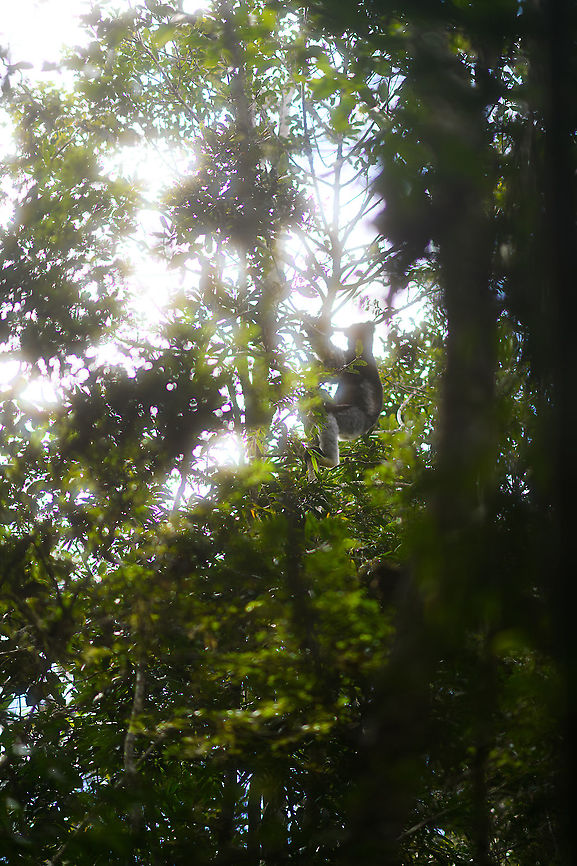 Indri concert -2, Mitsinjo reserve, Andasibe, Madagascar After an eye-to-eye session with the Indri...<br />
<figure class="photo"><a href="https://www.jungledragon.com/image/86635/indri_-_feeding_2_mitsinjo_reserve_andasibe_madagascar.html" title="Indri - feeding 2, Mitsinjo reserve, Andasibe, Madagascar"><img src="https://s3.amazonaws.com/media.jungledragon.com/images/2/86635_thumb.jpg?AWSAccessKeyId=05GMT0V3GWVNE7GGM1R2&Expires=1770854410&Signature=uQuGNOKeJBkb%2Fvjo7Dc%2FErQuz3E%3D" width="200" height="150" alt="Indri - feeding 2, Mitsinjo reserve, Andasibe, Madagascar Documenting the Mitsinjo reserve Indri experience, a rare opportunity to meet an Indri eye-to-eye. <br />
<br />
As it wasn't the first time to see an Indri for us, I took some more photography risk. I rarely use (or even bring) my portrait lens, but this time I took a gamble to use this 85mm f/1.4 lens on wildlife. At f/1.4, it barely gets an eye ball sharp. It renders everything else in the scene smooth as butter, which generally works well on people and pets.<br />
<br />
Some may find it too soft and hate it, in that case my defense is what everybody else owning this lens says: it's art, I don't expect you to understand.<br />
https://www.jungledragon.com/image/86634/indri_-_feeding_mitsinjo_reserve_andasibe_madagascar.html<br />
https://www.jungledragon.com/image/86636/indri_-_feeding_3_mitsinjo_reserve_andasibe_madagascar.html Africa,Andasibe,Geotagged,Indri,Indri indri,Madagascar,Madagascar 2019,Mitsinjo reserve,Winter,World" /></a></figure><br />
<figure class="photo"><a href="https://www.jungledragon.com/image/86675/indri_-_eye_to_eye_2_mitsinjo_reserve_andasibe_madagascar.html" title="Indri - eye to eye 2, Mitsinjo reserve, Andasibe, Madagascar"><img src="https://s3.amazonaws.com/media.jungledragon.com/images/2/86675_thumb.jpg?AWSAccessKeyId=05GMT0V3GWVNE7GGM1R2&Expires=1770854410&Signature=2KeQvGZiaICqckH5YxPE7QjkwRw%3D" width="200" height="138" alt="Indri - eye to eye 2, Mitsinjo reserve, Andasibe, Madagascar A second series of super soft (f/1.4) images of a close encounter with Indris in the Mitsinjo reserve.<br />
https://www.jungledragon.com/image/86674/indri_-_eye_to_eye_mitsinjo_reserve_andasibe_madagascar.html<br />
https://www.jungledragon.com/image/86676/indri_-_eye_to_eye_3_mitsinjo_reserve_andasibe_madagascar.html<br />
https://www.jungledragon.com/image/86677/indri_-_eye_to_eye_4_mitsinjo_reserve_andasibe_madagascar.html<br />
https://www.jungledragon.com/image/86678/indri_-_eye_to_eye_5_mitsinjo_reserve_andasibe_madagascar.html Africa,Andasibe,Geotagged,Indri,Indri indri,Madagascar,Madagascar 2019,Mitsinjo reserve,Winter,World" /></a></figure><br />
<figure class="photo"><a href="https://www.jungledragon.com/image/86679/indri_-feet_mitsinjo_reserve_andasibe_madagascar.html" title="Indri -feet, Mitsinjo reserve, Andasibe, Madagascar"><img src="https://s3.amazonaws.com/media.jungledragon.com/images/2/86679_thumb.jpg?AWSAccessKeyId=05GMT0V3GWVNE7GGM1R2&Expires=1770854410&Signature=GsMIgneYHpw21HzDTWKlgsp%2Bbw4%3D" width="146" height="152" alt="Indri -feet, Mitsinjo reserve, Andasibe, Madagascar As explained in my other post, this was the first time for me to use f/1.4 lens on wildlife and I was just learning as I got along, with mixed success and failures. I personally like the soft look in general:<br />
https://www.jungledragon.com/image/86675/indri_-_eye_to_eye_2_mitsinjo_reserve_andasibe_madagascar.html<br />
...yet in the above example some might consider it too soft. This is due to the animal being relatively large and I was up close. I still like it myself, but I realize it's pushing the edges. Later in the trip I have some lemur shots using f/1.4 at a bigger distance and those results are less controversial, more universally appealing. Lesson learned.<br />
<br />
This photo demonstrates well the effect I'm after that I personally love, yet some may hate. It is both sharp and dreamy, creating depth. Highlights are soft and misty, not hard.<br />
<br />
This ultra thin depth of field is one of the primary reason photographers buy cameras with large full frame sensors and very fast lenses. Typically for portrait photography, not for wildlife, but ah well. Africa,Andasibe,Geotagged,Indri,Indri indri,Madagascar,Madagascar 2019,Mitsinjo reserve,Winter,World" /></a></figure><br />
<figure class="photo"><a href="https://www.jungledragon.com/image/86705/indri_experience_mitsinjo_reserve_andasibe_madagascar.html" title="Indri experience, Mitsinjo reserve, Andasibe, Madagascar"><img src="https://s3.amazonaws.com/media.jungledragon.com/images/2/86705_thumb.jpg?AWSAccessKeyId=05GMT0V3GWVNE7GGM1R2&Expires=1770854410&Signature=%2BXcZbaF%2FeRtl%2Fi0pzA350npTxrU%3D" width="200" height="142" alt="Indri experience, Mitsinjo reserve, Andasibe, Madagascar A few more shots to document our Indri experience in Mitsinjo, Madagascar. This particular shot is my favorite of the set.<br />
https://www.jungledragon.com/image/86704/indri_experience_2_mitsinjo_reserve_andasibe_madagascar.html Africa,Andasibe,Indri,Indri indri,Madagascar,Madagascar 2019,Mitsinjo reserve,World" /></a></figure><br />
...the Indris fled the scene and the group of tourists dispersed. We decided to follow them deeper into the forest, where they ultimately settled down for a siesta. As luck would have it, we were treated to a private concert. In Andasibe, you can hear Indris wherever you are, as their call echoes across the valley for miles. Here's how their deafening call sounds from 10m:<br />
<br />
<section class="video"><iframe width="448" height="282" src="https://www.youtube-nocookie.com/embed/qPjoDWXNVy4?hd=1&autoplay=0&rel=0" frameborder="0" allowfullscreen></iframe></section><br />
<figure class="photo"><a href="https://www.jungledragon.com/image/86845/indri_concert_mitsinjo_reserve_andasibe_madagascar.html" title="Indri concert, Mitsinjo reserve, Andasibe, Madagascar"><img src="https://s3.amazonaws.com/media.jungledragon.com/images/2/86845_thumb.jpg?AWSAccessKeyId=05GMT0V3GWVNE7GGM1R2&Expires=1770854410&Signature=rbB0ZpLSR4IPxqUhEltMC0wvt4A%3D" width="200" height="134" alt="Indri concert, Mitsinjo reserve, Andasibe, Madagascar After an eye-to-eye session with the Indri...<br />
https://www.jungledragon.com/image/86635/indri_-_feeding_2_mitsinjo_reserve_andasibe_madagascar.html<br />
https://www.jungledragon.com/image/86675/indri_-_eye_to_eye_2_mitsinjo_reserve_andasibe_madagascar.html<br />
https://www.jungledragon.com/image/86679/indri_-feet_mitsinjo_reserve_andasibe_madagascar.html<br />
https://www.jungledragon.com/image/86705/indri_experience_mitsinjo_reserve_andasibe_madagascar.html<br />
...the Indris fled the scene and the group of tourists dispersed. We decided to follow them deeper into the forest, where they ultimately settled down for a siesta. As luck would have it, we were treated to a private concert. In Andasibe, you can hear Indris wherever you are, as their call echoes across the valley for miles. Here's how their deafening call sounds from 10m:<br />
<br />
https://www.youtube.com/watch?v=qPjoDWXNVy4<br />
https://www.jungledragon.com/image/86844/indri_concert_-2_mitsinjo_reserve_andasibe_madagascar.html Africa,Andasibe,Indri,Indri indri,Madagascar,Madagascar 2019,Mitsinjo reserve,World" /></a></figure> Africa,Andasibe,Geotagged,Indri,Indri indri,Madagascar,Madagascar 2019,Mitsinjo reserve,Winter,World