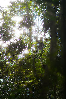 Indri concert -2, Mitsinjo reserve, Andasibe, Madagascar After an eye-to-eye session with the Indri...
https://www.jungledragon.com/image/86635/indri_-_feeding_2_mitsinjo_reserve_andasibe_madagascar.html
https://www.jungledragon.com/image/86675/indri_-_eye_to_eye_2_mitsinjo_reserve_andasibe_madagascar.html
https://www.jungledragon.com/image/86679/indri_-feet_mitsinjo_reserve_andasibe_madagascar.html
https://www.jungledragon.com/image/86705/indri_experience_mitsinjo_reserve_andasibe_madagascar.html
...the Indris fled the scene and the group of tourists dispersed. We decided to follow them deeper into the forest, where they ultimately settled down for a siesta. As luck would have it, we were treated to a private concert. In Andasibe, you can hear Indris wherever you are, as their call echoes across the valley for miles. Here's how their deafening call sounds from 10m:

https://www.youtube.com/watch?v=qPjoDWXNVy4
https://www.jungledragon.com/image/86845/indri_concert_mitsinjo_reserve_andasibe_madagascar.html Africa,Andasibe,Geotagged,Indri,Indri indri,Madagascar,Madagascar 2019,Mitsinjo reserve,Winter,World