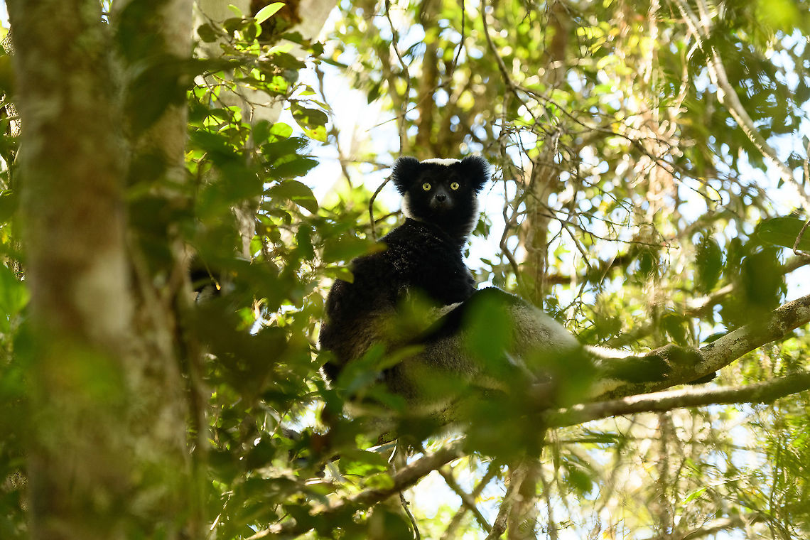 Indri concert, Mitsinjo reserve, Andasibe, Madagascar After an eye-to-eye session with the Indri...<br />
<figure class="photo"><a href="https://www.jungledragon.com/image/86635/indri_-_feeding_2_mitsinjo_reserve_andasibe_madagascar.html" title="Indri - feeding 2, Mitsinjo reserve, Andasibe, Madagascar"><img src="https://s3.amazonaws.com/media.jungledragon.com/images/2/86635_thumb.jpg?AWSAccessKeyId=05GMT0V3GWVNE7GGM1R2&Expires=1770854410&Signature=uQuGNOKeJBkb%2Fvjo7Dc%2FErQuz3E%3D" width="200" height="150" alt="Indri - feeding 2, Mitsinjo reserve, Andasibe, Madagascar Documenting the Mitsinjo reserve Indri experience, a rare opportunity to meet an Indri eye-to-eye. <br />
<br />
As it wasn't the first time to see an Indri for us, I took some more photography risk. I rarely use (or even bring) my portrait lens, but this time I took a gamble to use this 85mm f/1.4 lens on wildlife. At f/1.4, it barely gets an eye ball sharp. It renders everything else in the scene smooth as butter, which generally works well on people and pets.<br />
<br />
Some may find it too soft and hate it, in that case my defense is what everybody else owning this lens says: it's art, I don't expect you to understand.<br />
https://www.jungledragon.com/image/86634/indri_-_feeding_mitsinjo_reserve_andasibe_madagascar.html<br />
https://www.jungledragon.com/image/86636/indri_-_feeding_3_mitsinjo_reserve_andasibe_madagascar.html Africa,Andasibe,Geotagged,Indri,Indri indri,Madagascar,Madagascar 2019,Mitsinjo reserve,Winter,World" /></a></figure><br />
<figure class="photo"><a href="https://www.jungledragon.com/image/86675/indri_-_eye_to_eye_2_mitsinjo_reserve_andasibe_madagascar.html" title="Indri - eye to eye 2, Mitsinjo reserve, Andasibe, Madagascar"><img src="https://s3.amazonaws.com/media.jungledragon.com/images/2/86675_thumb.jpg?AWSAccessKeyId=05GMT0V3GWVNE7GGM1R2&Expires=1770854410&Signature=2KeQvGZiaICqckH5YxPE7QjkwRw%3D" width="200" height="138" alt="Indri - eye to eye 2, Mitsinjo reserve, Andasibe, Madagascar A second series of super soft (f/1.4) images of a close encounter with Indris in the Mitsinjo reserve.<br />
https://www.jungledragon.com/image/86674/indri_-_eye_to_eye_mitsinjo_reserve_andasibe_madagascar.html<br />
https://www.jungledragon.com/image/86676/indri_-_eye_to_eye_3_mitsinjo_reserve_andasibe_madagascar.html<br />
https://www.jungledragon.com/image/86677/indri_-_eye_to_eye_4_mitsinjo_reserve_andasibe_madagascar.html<br />
https://www.jungledragon.com/image/86678/indri_-_eye_to_eye_5_mitsinjo_reserve_andasibe_madagascar.html Africa,Andasibe,Geotagged,Indri,Indri indri,Madagascar,Madagascar 2019,Mitsinjo reserve,Winter,World" /></a></figure><br />
<figure class="photo"><a href="https://www.jungledragon.com/image/86679/indri_-feet_mitsinjo_reserve_andasibe_madagascar.html" title="Indri -feet, Mitsinjo reserve, Andasibe, Madagascar"><img src="https://s3.amazonaws.com/media.jungledragon.com/images/2/86679_thumb.jpg?AWSAccessKeyId=05GMT0V3GWVNE7GGM1R2&Expires=1770854410&Signature=GsMIgneYHpw21HzDTWKlgsp%2Bbw4%3D" width="146" height="152" alt="Indri -feet, Mitsinjo reserve, Andasibe, Madagascar As explained in my other post, this was the first time for me to use f/1.4 lens on wildlife and I was just learning as I got along, with mixed success and failures. I personally like the soft look in general:<br />
https://www.jungledragon.com/image/86675/indri_-_eye_to_eye_2_mitsinjo_reserve_andasibe_madagascar.html<br />
...yet in the above example some might consider it too soft. This is due to the animal being relatively large and I was up close. I still like it myself, but I realize it's pushing the edges. Later in the trip I have some lemur shots using f/1.4 at a bigger distance and those results are less controversial, more universally appealing. Lesson learned.<br />
<br />
This photo demonstrates well the effect I'm after that I personally love, yet some may hate. It is both sharp and dreamy, creating depth. Highlights are soft and misty, not hard.<br />
<br />
This ultra thin depth of field is one of the primary reason photographers buy cameras with large full frame sensors and very fast lenses. Typically for portrait photography, not for wildlife, but ah well. Africa,Andasibe,Geotagged,Indri,Indri indri,Madagascar,Madagascar 2019,Mitsinjo reserve,Winter,World" /></a></figure><br />
<figure class="photo"><a href="https://www.jungledragon.com/image/86705/indri_experience_mitsinjo_reserve_andasibe_madagascar.html" title="Indri experience, Mitsinjo reserve, Andasibe, Madagascar"><img src="https://s3.amazonaws.com/media.jungledragon.com/images/2/86705_thumb.jpg?AWSAccessKeyId=05GMT0V3GWVNE7GGM1R2&Expires=1770854410&Signature=%2BXcZbaF%2FeRtl%2Fi0pzA350npTxrU%3D" width="200" height="142" alt="Indri experience, Mitsinjo reserve, Andasibe, Madagascar A few more shots to document our Indri experience in Mitsinjo, Madagascar. This particular shot is my favorite of the set.<br />
https://www.jungledragon.com/image/86704/indri_experience_2_mitsinjo_reserve_andasibe_madagascar.html Africa,Andasibe,Indri,Indri indri,Madagascar,Madagascar 2019,Mitsinjo reserve,World" /></a></figure><br />
...the Indris fled the scene and the group of tourists dispersed. We decided to follow them deeper into the forest, where they ultimately settled down for a siesta. As luck would have it, we were treated to a private concert. In Andasibe, you can hear Indris wherever you are, as their call echoes across the valley for miles. Here's how their deafening call sounds from 10m:<br />
<br />
<section class="video"><iframe width="448" height="282" src="https://www.youtube-nocookie.com/embed/qPjoDWXNVy4?hd=1&autoplay=0&rel=0" frameborder="0" allowfullscreen></iframe></section><br />
<figure class="photo"><a href="https://www.jungledragon.com/image/86844/indri_concert_-2_mitsinjo_reserve_andasibe_madagascar.html" title="Indri concert -2, Mitsinjo reserve, Andasibe, Madagascar"><img src="https://s3.amazonaws.com/media.jungledragon.com/images/2/86844_thumb.jpg?AWSAccessKeyId=05GMT0V3GWVNE7GGM1R2&Expires=1770854410&Signature=yKbX%2FSiQI1ZhVa0LEWlH9qUIdvo%3D" width="102" height="152" alt="Indri concert -2, Mitsinjo reserve, Andasibe, Madagascar After an eye-to-eye session with the Indri...<br />
https://www.jungledragon.com/image/86635/indri_-_feeding_2_mitsinjo_reserve_andasibe_madagascar.html<br />
https://www.jungledragon.com/image/86675/indri_-_eye_to_eye_2_mitsinjo_reserve_andasibe_madagascar.html<br />
https://www.jungledragon.com/image/86679/indri_-feet_mitsinjo_reserve_andasibe_madagascar.html<br />
https://www.jungledragon.com/image/86705/indri_experience_mitsinjo_reserve_andasibe_madagascar.html<br />
...the Indris fled the scene and the group of tourists dispersed. We decided to follow them deeper into the forest, where they ultimately settled down for a siesta. As luck would have it, we were treated to a private concert. In Andasibe, you can hear Indris wherever you are, as their call echoes across the valley for miles. Here's how their deafening call sounds from 10m:<br />
<br />
https://www.youtube.com/watch?v=qPjoDWXNVy4<br />
https://www.jungledragon.com/image/86845/indri_concert_mitsinjo_reserve_andasibe_madagascar.html Africa,Andasibe,Geotagged,Indri,Indri indri,Madagascar,Madagascar 2019,Mitsinjo reserve,Winter,World" /></a></figure> Africa,Andasibe,Indri,Indri indri,Madagascar,Madagascar 2019,Mitsinjo reserve,World
