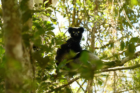 Indri concert, Mitsinjo reserve, Andasibe, Madagascar After an eye-to-eye session with the Indri...
https://www.jungledragon.com/image/86635/indri_-_feeding_2_mitsinjo_reserve_andasibe_madagascar.html
https://www.jungledragon.com/image/86675/indri_-_eye_to_eye_2_mitsinjo_reserve_andasibe_madagascar.html
https://www.jungledragon.com/image/86679/indri_-feet_mitsinjo_reserve_andasibe_madagascar.html
https://www.jungledragon.com/image/86705/indri_experience_mitsinjo_reserve_andasibe_madagascar.html
...the Indris fled the scene and the group of tourists dispersed. We decided to follow them deeper into the forest, where they ultimately settled down for a siesta. As luck would have it, we were treated to a private concert. In Andasibe, you can hear Indris wherever you are, as their call echoes across the valley for miles. Here's how their deafening call sounds from 10m:

https://www.youtube.com/watch?v=qPjoDWXNVy4
https://www.jungledragon.com/image/86844/indri_concert_-2_mitsinjo_reserve_andasibe_madagascar.html Africa,Andasibe,Indri,Indri indri,Madagascar,Madagascar 2019,Mitsinjo reserve,World
