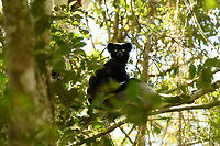 Indri concert, Mitsinjo reserve, Andasibe, Madagascar After an eye-to-eye session with the Indri...<br />
https://www.jungledragon.com/image/86635/indri_-_feeding_2_mitsinjo_reserve_andasibe_madagascar.html<br />
https://www.jungledragon.com/image/86675/indri_-_eye_to_eye_2_mitsinjo_reserve_andasibe_madagascar.html<br />
https://www.jungledragon.com/image/86679/indri_-feet_mitsinjo_reserve_andasibe_madagascar.html<br />
https://www.jungledragon.com/image/86705/indri_experience_mitsinjo_reserve_andasibe_madagascar.html<br />
...the Indris fled the scene and the group of tourists dispersed. We decided to follow them deeper into the forest, where they ultimately settled down for a siesta. As luck would have it, we were treated to a private concert. In Andasibe, you can hear Indris wherever you are, as their call echoes across the valley for miles. Here's how their deafening call sounds from 10m:<br />
<br />
https://www.youtube.com/watch?v=qPjoDWXNVy4<br />
https://www.jungledragon.com/image/86844/indri_concert_-2_mitsinjo_reserve_andasibe_madagascar.html Africa,Andasibe,Indri,Indri indri,Madagascar,Madagascar 2019,Mitsinjo reserve,World