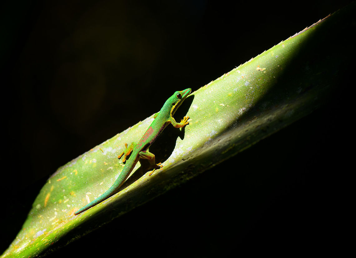 Lined Day Gecko - side view, Mitsinjo reserve, Andasibe, Madagascar A second example on this hike of a Lined Day Gecko using scarce openings in the forest canopy to warm up. Earlier example:<br />
<figure class="photo"><a href="https://www.jungledragon.com/image/86595/lined_day_gecko_-_closeup_2_mitsinjo_reserve_andasibe_madagascar.html" title="Lined Day Gecko - closeup 2, Mitsinjo reserve, Andasibe, Madagascar"><img src="https://s3.amazonaws.com/media.jungledragon.com/images/2/86595_thumb.jpg?AWSAccessKeyId=05GMT0V3GWVNE7GGM1R2&Expires=1759968010&Signature=i9FAo7wZmawzQpzbVv3rX5N%2Fb%2Fg%3D" width="200" height="154" alt="Lined Day Gecko - closeup 2, Mitsinjo reserve, Andasibe, Madagascar In the relatively cold dry season, in the dense dark forest of the Mitsinjo reserve, we found day geckos warming up in scarce places of sun light. We found this particular scene multiple times across the forest.<br />
https://www.jungledragon.com/image/86593/lined_day_gecko_mitsinjo_reserve_andasibe_madagascar.html<br />
https://www.jungledragon.com/image/86594/lined_day_gecko_-_closeup_1_mitsinjo_reserve_andasibe_madagascar.html Africa,Andasibe,Lined Day Gecko,Madagascar,Madagascar 2019,Mitsinjo reserve,Phelsuma lineata,World" /></a></figure> Africa,Andasibe,Geotagged,Lined Day Gecko,Madagascar,Madagascar 2019,Mitsinjo reserve,Phelsuma lineata,Winter,World