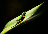 Lined Day Gecko - side view, Mitsinjo reserve, Andasibe, Madagascar A second example on this hike of a Lined Day Gecko using scarce openings in the forest canopy to warm up. Earlier example:<br />
https://www.jungledragon.com/image/86595/lined_day_gecko_-_closeup_2_mitsinjo_reserve_andasibe_madagascar.html Africa,Andasibe,Geotagged,Lined Day Gecko,Madagascar,Madagascar 2019,Mitsinjo reserve,Phelsuma lineata,Winter,World