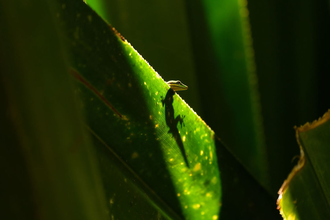 Lined Day Gecko - peaking, Mitsinjo reserve, Andasibe, Madagascar A third example on this hike of a Lined Day Gecko using scarce openings in the forest canopy to warm up. Earlier examples:<br />
<figure class="photo"><a href="https://www.jungledragon.com/image/86847/lined_day_gecko_-_side_view_mitsinjo_reserve_andasibe_madagascar.html" title="Lined Day Gecko - side view, Mitsinjo reserve, Andasibe, Madagascar"><img src="https://s3.amazonaws.com/media.jungledragon.com/images/2/86847_thumb.jpg?AWSAccessKeyId=05GMT0V3GWVNE7GGM1R2&Expires=1759968010&Signature=%2FfgAMZGUlTSjU8dNF34i2JZ0Qxc%3D" width="200" height="146" alt="Lined Day Gecko - side view, Mitsinjo reserve, Andasibe, Madagascar A second example on this hike of a Lined Day Gecko using scarce openings in the forest canopy to warm up. Earlier example:<br />
https://www.jungledragon.com/image/86595/lined_day_gecko_-_closeup_2_mitsinjo_reserve_andasibe_madagascar.html Africa,Andasibe,Geotagged,Lined Day Gecko,Madagascar,Madagascar 2019,Mitsinjo reserve,Phelsuma lineata,Winter,World" /></a></figure><br />
<figure class="photo"><a href="https://www.jungledragon.com/image/86594/lined_day_gecko_-_closeup_1_mitsinjo_reserve_andasibe_madagascar.html" title="Lined Day Gecko - closeup 1, Mitsinjo reserve, Andasibe, Madagascar"><img src="https://s3.amazonaws.com/media.jungledragon.com/images/2/86594_thumb.jpg?AWSAccessKeyId=05GMT0V3GWVNE7GGM1R2&Expires=1759968010&Signature=KdlHkuKfbetBOMcqzMHXyVG8U4E%3D" width="122" height="152" alt="Lined Day Gecko - closeup 1, Mitsinjo reserve, Andasibe, Madagascar In the relatively cold dry season, in the dense dark forest of the Mitsinjo reserve, we found day geckos warming up in scarce places of sun light. We found this particular scene multiple times across the forest.<br />
https://www.jungledragon.com/image/86593/lined_day_gecko_mitsinjo_reserve_andasibe_madagascar.html<br />
https://www.jungledragon.com/image/86595/lined_day_gecko_-_closeup_2_mitsinjo_reserve_andasibe_madagascar.html Africa,Andasibe,Geotagged,Lined Day Gecko,Madagascar,Madagascar 2019,Mitsinjo reserve,Phelsuma lineata,Winter,World" /></a></figure> Africa,Andasibe,Geotagged,Lined Day Gecko,Madagascar,Madagascar 2019,Mitsinjo reserve,Phelsuma lineata,Winter,World