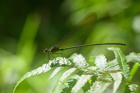 Madagascar Demoiselle