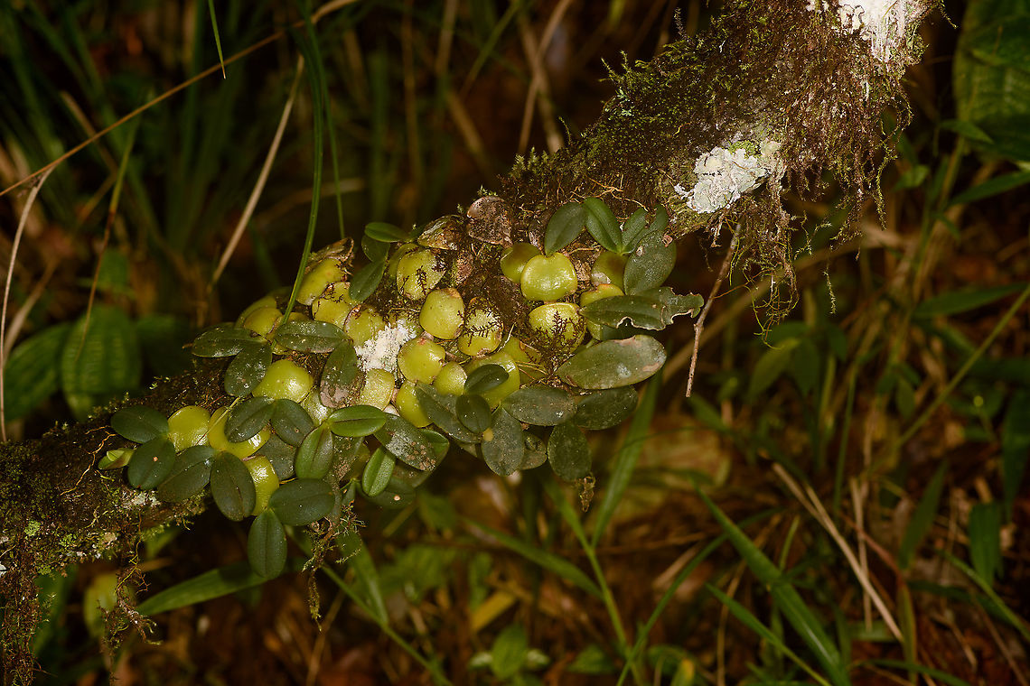 Oberonia disticha, Mitsinjo reserve, Madagascar Non-blooming display of Oberonia disticha. It blooms from November to May. Africa,Andasibe,Madagascar,Madagascar 2019,Mitsinjo reserve,Oberonia disticha,World