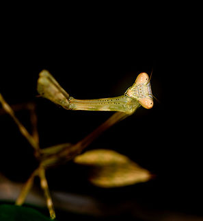 Praying Mantis - front view, Mitsinjo reserve, Madagascar Species in the genus Tisma look similar, but it's just a wild guess for now.
https://www.jungledragon.com/image/86852/praying_mantis_-_side_view_mitsinjo_reserve_madagascar.html Africa,Andasibe,Geotagged,Madagascar,Madagascar 2019,Mitsinjo reserve,Winter,World
