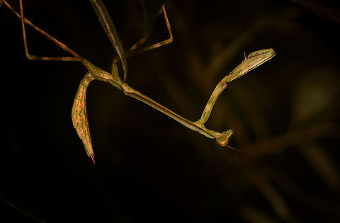 Praying Mantis - side view, Mitsinjo reserve, Madagascar Species in the genus Tisma look similar, but it's just a wild guess for now.
https://www.jungledragon.com/image/86851/praying_mantis_-_front_view_mitsinjo_reserve_madagascar.html Africa,Andasibe,Geotagged,Madagascar,Madagascar 2019,Mitsinjo reserve,Winter,World