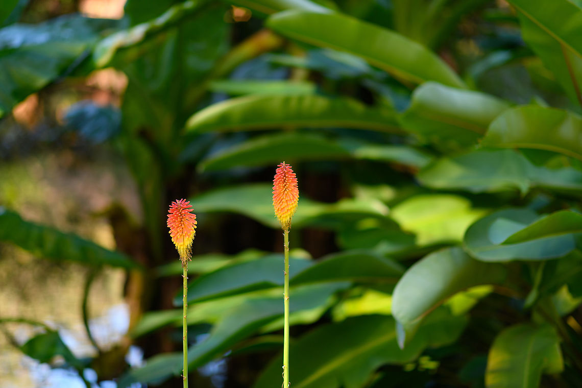 Kniphofia linearifolia, Andasibe, Madagascar Cultivated in the garden of Vakona lodge, Andasibe. Africa,Andasibe,Kniphofia linearifolia,Lemur Island,Madagascar,Madagascar 2019,World
