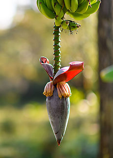 Banana plant, Andasibe, Madagascar Some anatomy, top to bottom:
- A row of bananas turning upwards, also called "hands" or a "bunch".
- Bare stem (green)
- Clusters (whorls) of female flowers (yellow)
- Terminal bud holding male flowers Africa,Andasibe,Geotagged,Lemur Island,Madagascar,Madagascar 2019,Musa &times; paradisiaca,Winter,World