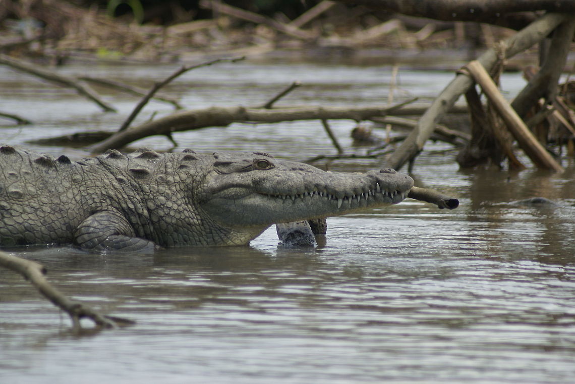 Costa Rica river Crocodile Sideview of a large crocodile in Costa Rica, as it came awfully close to our boat. American Crocodile,Costa Rica,Crocodile,Crocodylus acutus,Reptiles