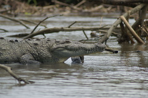 Costa Rica river Crocodile Sideview of a large crocodile in Costa Rica, as it came awfully close to our boat. American Crocodile,Costa Rica,Crocodile,Crocodylus acutus,Reptiles