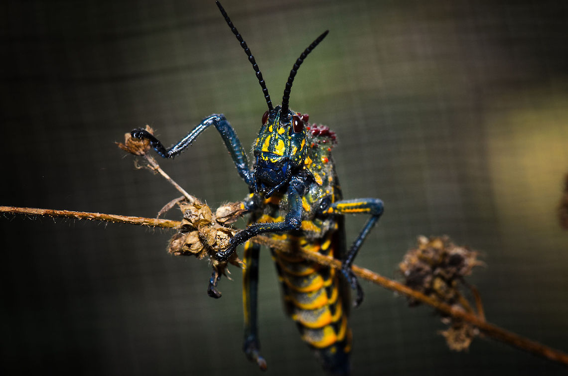 Phymateus saxosus closeup Here&#039;s yet another example of a creature unique to Madagascar, and with a freaky look. This concerns a deep blue grashopper with yellow markings and red bumps on its shoulders. the creature in full is even more colorful than this; if it would spread its wings, you&#039;d see on the inside of those wings a vert deep red/orange color, like a reign of fire. Madagascar,Phymateus saxosus,Pyreras Reserve,Rainbow Bush Locust