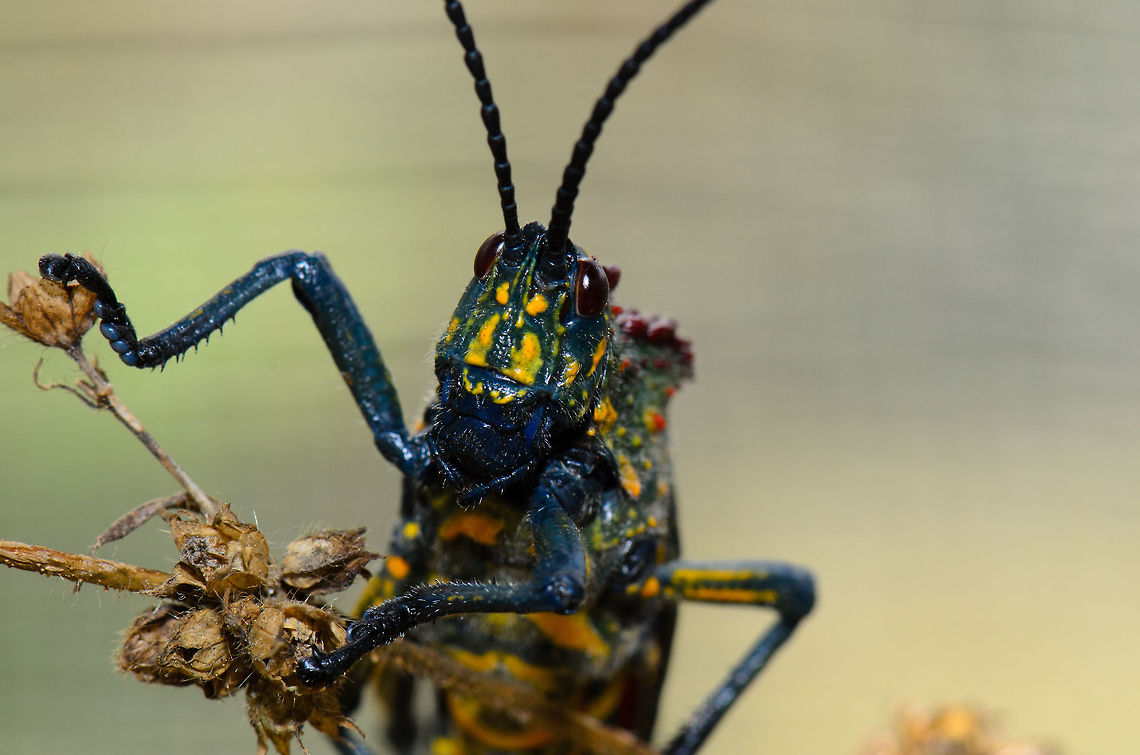 Phymateus saxosus head closeup On this shot of this "psychedelic" grasshopper, you can appreciate the red bumps on its back a little more.  Madagascar,Phymateus saxosus,Pyreras Reserve,Rainbow Bush Locust