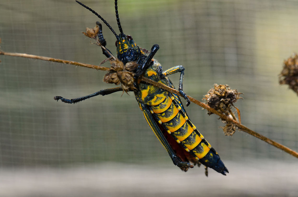 Phymateus saxosus in Madagascar A full body shot of the Phymateus saxosus with a clear view on its beautiful belly. This creature lives on toxic plants. Madagascar,Phymateus saxosus,Pyreras Reserve,Rainbow Bush Locust