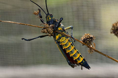 Phymateus saxosus in Madagascar A full body shot of the Phymateus saxosus with a clear view on its beautiful belly. This creature lives on toxic plants. Madagascar,Phymateus saxosus,Pyreras Reserve,Rainbow Bush Locust