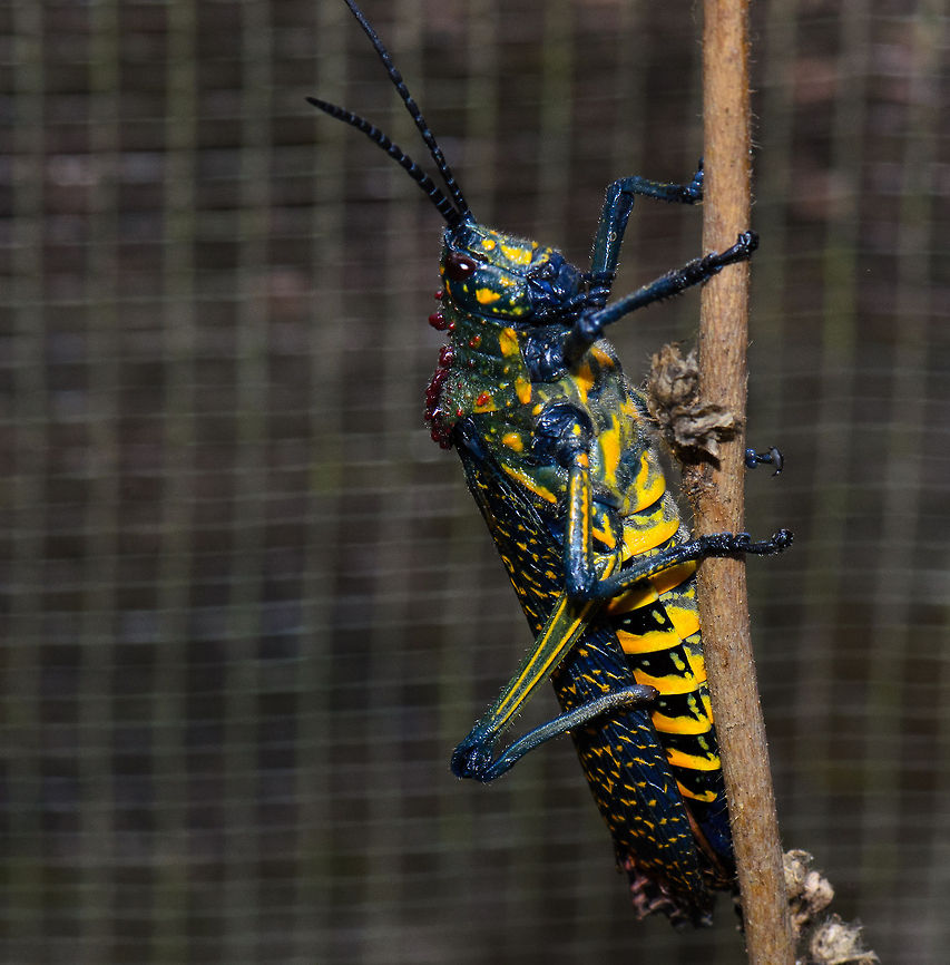 Phymateus saxosus sideview This creature is a powerfly flyer than can cover large distances, meanwhile feeding on toxic plants. Madagascar,Phymateus saxosus,Pyreras Reserve,Rainbow Bush Locust