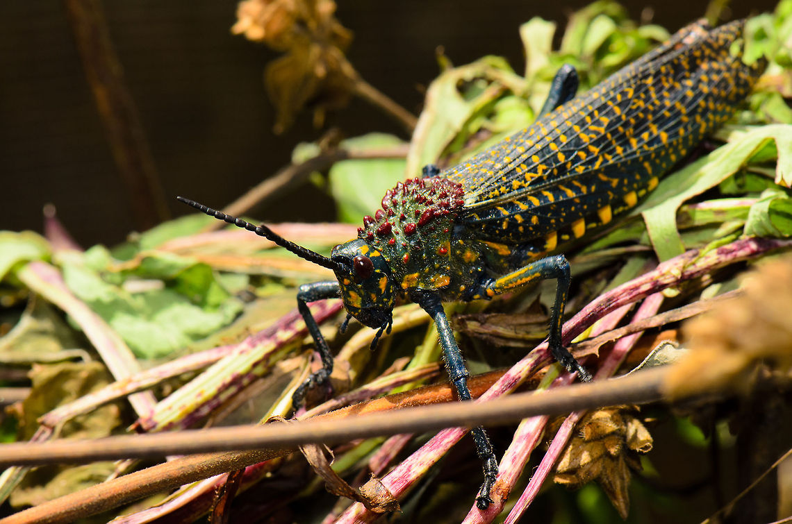 Phymateus saxosus top view Check out the freaky red bumps on its shoulders and the blue-yellow checkered wing pattern. Madagascar,Phymateus saxosus,Pyreras Reserve,Rainbow Bush Locust
