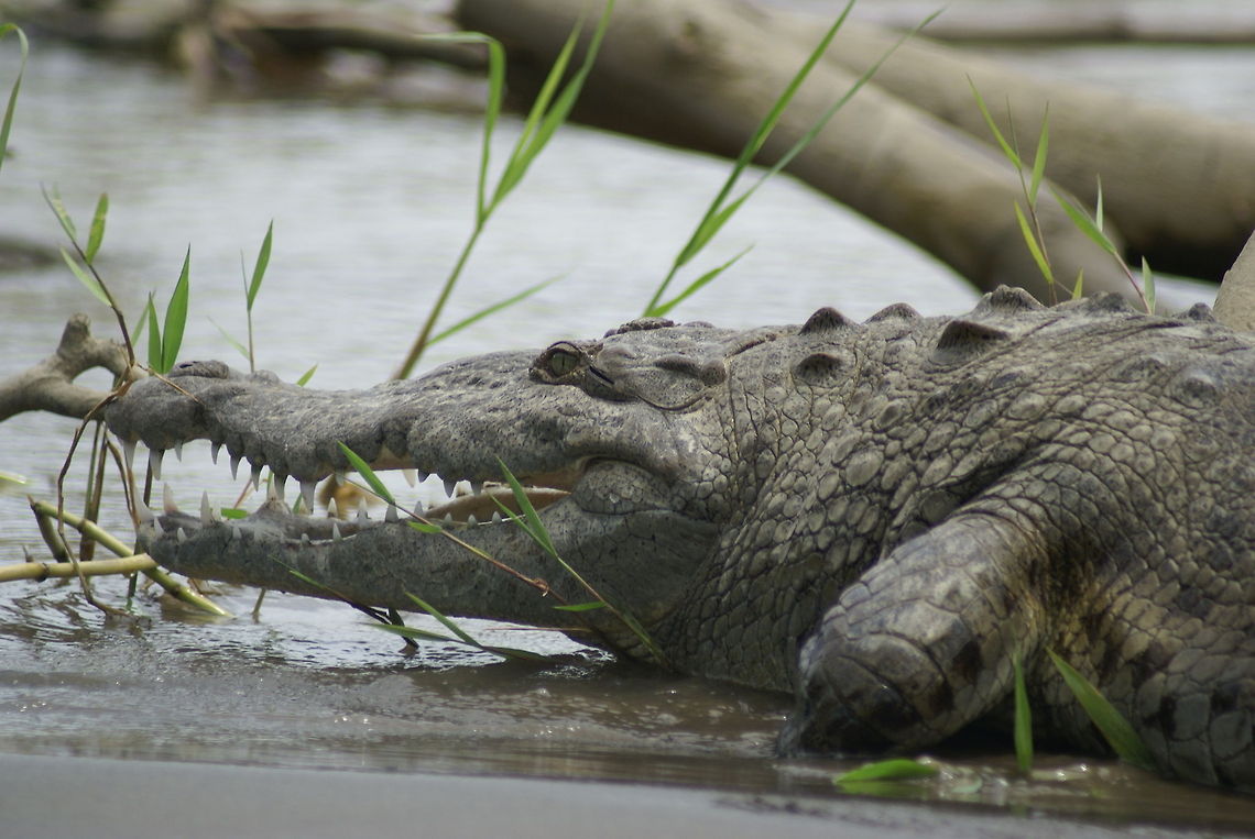 Crocodile closeup We got awfully close to this timeless creature in a river boat trip in Costa Rica. American Crocodile,Closeup,Costa Rica,Crocodile,Crocodylus acutus,Reptiles
