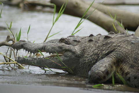 Crocodile closeup We got awfully close to this timeless creature in a river boat trip in Costa Rica. American Crocodile,Closeup,Costa Rica,Crocodile,Crocodylus acutus,Reptiles