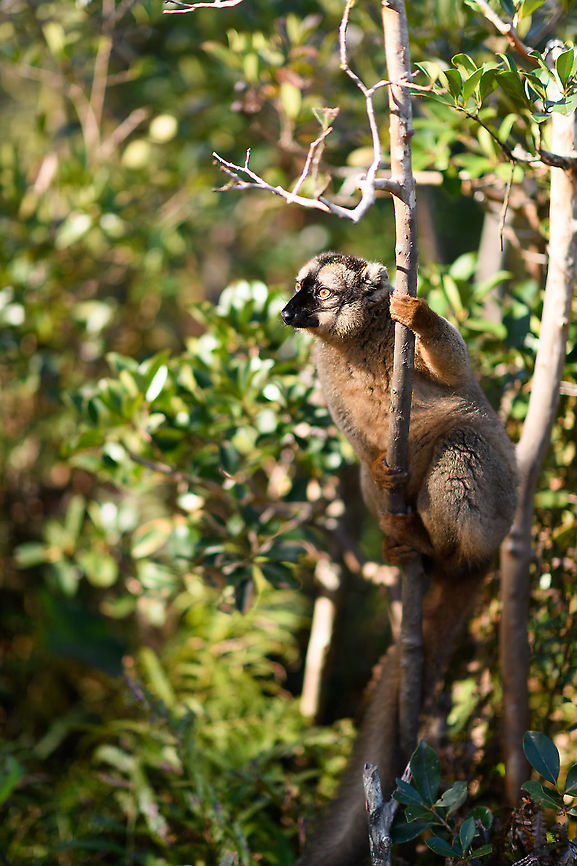 Female common brown lemur, Andasibe, Madagascar Our last activity in the Andasibe area was to visit Lemur Island, as it was directly situated across our lodge. This concerns an artificial island separated from the main land by means of a canal, which you cross using a canoe.<br />
<br />
It is very much a zoo-like experience where you can get very close to a small set of lemur species. They are so accustomed to people that they will jump on your head and backpack. <br />
<br />
Not a very authentic experience, but I was happy to learn that they made some sustainable changes compared to our visit years earlier. Several of the more sensitive lemur species are now situated at yet another island that you cannot visit, you can only see it in the distance. <br />
<figure class="photo"><a href="https://www.jungledragon.com/image/87037/female_common_brown_lemur_-_sitting_andasibe_madagascar.html" title="Female common brown lemur - sitting, Andasibe, Madagascar"><img src="https://s3.amazonaws.com/media.jungledragon.com/images/2/87037_thumb.jpg?AWSAccessKeyId=05GMT0V3GWVNE7GGM1R2&Expires=1759968010&Signature=0FwGM18Db7%2B0Ldx2WR0gBoW9ZFc%3D" width="200" height="134" alt="Female common brown lemur - sitting, Andasibe, Madagascar Our last activity in the Andasibe area was to visit Lemur Island, as it was directly situated across our lodge. This concerns an artificial island separated from the main land by means of a canal, which you cross using a canoe.<br />
<br />
It is very much a zoo-like experience where you can get very close to a small set of lemur species. They are so accustomed to people that they will jump on your head and backpack. <br />
<br />
Not a very authentic experience, but I was happy to learn that they made some sustainable changes compared to our visit years earlier. Several of the more sensitive lemur species are now situated at yet another island that you cannot visit, you can only see it in the distance. <br />
https://www.jungledragon.com/image/87036/female_common_brown_lemur_andasibe_madagascar.html<br />
https://www.jungledragon.com/image/87038/female_common_brown_lemur_-_portrait_andasibe_madagascar.html<br />
https://www.jungledragon.com/image/87039/female_common_brown_lemur_-_closeup_andasibe_madagascar.html<br />
 Africa,Andasibe,Common brown lemur,Eulemur fulvus,Geotagged,Lemur Island,Madagascar,Madagascar 2019,Winter,World" /></a></figure><br />
<figure class="photo"><a href="https://www.jungledragon.com/image/87038/female_common_brown_lemur_-_portrait_andasibe_madagascar.html" title="Female common brown lemur - portrait, Andasibe, Madagascar"><img src="https://s3.amazonaws.com/media.jungledragon.com/images/2/87038_thumb.jpg?AWSAccessKeyId=05GMT0V3GWVNE7GGM1R2&Expires=1759968010&Signature=Hri8nBv1HyfYABWij8KjUacw1d8%3D" width="200" height="134" alt="Female common brown lemur - portrait, Andasibe, Madagascar Our last activity in the Andasibe area was to visit Lemur Island, as it was directly situated across our lodge. This concerns an artificial island separated from the main land by means of a canal, which you cross using a canoe.<br />
<br />
It is very much a zoo-like experience where you can get very close to a small set of lemur species. They are so accustomed to people that they will jump on your head and backpack. <br />
<br />
Not a very authentic experience, but I was happy to learn that they made some sustainable changes compared to our visit years earlier. Several of the more sensitive lemur species are now situated at yet another island that you cannot visit, you can only see it in the distance. <br />
https://www.jungledragon.com/image/87036/female_common_brown_lemur_andasibe_madagascar.html<br />
https://www.jungledragon.com/image/87037/female_common_brown_lemur_-_sitting_andasibe_madagascar.html<br />
https://www.jungledragon.com/image/87039/female_common_brown_lemur_-_closeup_andasibe_madagascar.html<br />
 Africa,Andasibe,Common brown lemur,Eulemur fulvus,Geotagged,Lemur Island,Madagascar,Madagascar 2019,Winter,World" /></a></figure><br />
<figure class="photo"><a href="https://www.jungledragon.com/image/87039/female_common_brown_lemur_-_closeup_andasibe_madagascar.html" title="Female common brown lemur - closeup, Andasibe, Madagascar"><img src="https://s3.amazonaws.com/media.jungledragon.com/images/2/87039_thumb.jpg?AWSAccessKeyId=05GMT0V3GWVNE7GGM1R2&Expires=1759968010&Signature=X5vNnJ%2F%2BRn3TxAnKt%2Bp0KlAp2b4%3D" width="102" height="152" alt="Female common brown lemur - closeup, Andasibe, Madagascar Our last activity in the Andasibe area was to visit Lemur Island, as it was directly situated across our lodge. This concerns an artificial island separated from the main land by means of a canal, which you cross using a canoe.<br />
<br />
It is very much a zoo-like experience where you can get very close to a small set of lemur species. They are so accustomed to people that they will jump on your head and backpack. <br />
<br />
Not a very authentic experience, but I was happy to learn that they made some sustainable changes compared to our visit years earlier. Several of the more sensitive lemur species are now situated at yet another island that you cannot visit, you can only see it in the distance. <br />
https://www.jungledragon.com/image/87036/female_common_brown_lemur_andasibe_madagascar.html<br />
https://www.jungledragon.com/image/87037/female_common_brown_lemur_-_sitting_andasibe_madagascar.html<br />
https://www.jungledragon.com/image/87038/female_common_brown_lemur_-_portrait_andasibe_madagascar.html Africa,Andasibe,Common brown lemur,Eulemur fulvus,Geotagged,Lemur Island,Madagascar,Madagascar 2019,Winter,World" /></a></figure><br />
 Africa,Andasibe,Common brown lemur,Eulemur fulvus,Geotagged,Lemur Island,Madagascar,Madagascar 2019,Winter,World