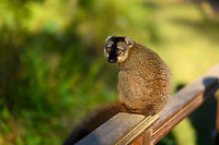Female common brown lemur - sitting, Andasibe, Madagascar Our last activity in the Andasibe area was to visit Lemur Island, as it was directly situated across our lodge. This concerns an artificial island separated from the main land by means of a canal, which you cross using a canoe.<br />
<br />
It is very much a zoo-like experience where you can get very close to a small set of lemur species. They are so accustomed to people that they will jump on your head and backpack. <br />
<br />
Not a very authentic experience, but I was happy to learn that they made some sustainable changes compared to our visit years earlier. Several of the more sensitive lemur species are now situated at yet another island that you cannot visit, you can only see it in the distance. <br />
https://www.jungledragon.com/image/87036/female_common_brown_lemur_andasibe_madagascar.html<br />
https://www.jungledragon.com/image/87038/female_common_brown_lemur_-_portrait_andasibe_madagascar.html<br />
https://www.jungledragon.com/image/87039/female_common_brown_lemur_-_closeup_andasibe_madagascar.html<br />
 Africa,Andasibe,Common brown lemur,Eulemur fulvus,Geotagged,Lemur Island,Madagascar,Madagascar 2019,Winter,World